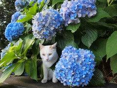 江ノ島の猫2