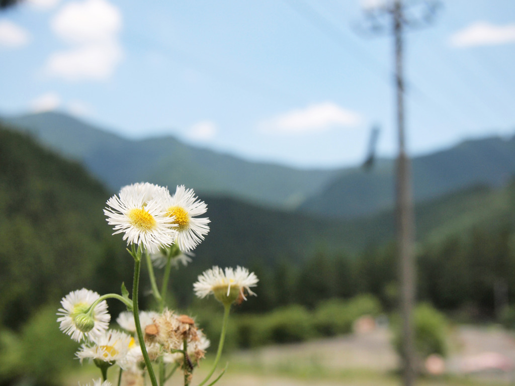 田舎道