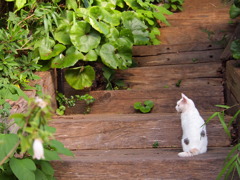 江ノ島の猫1