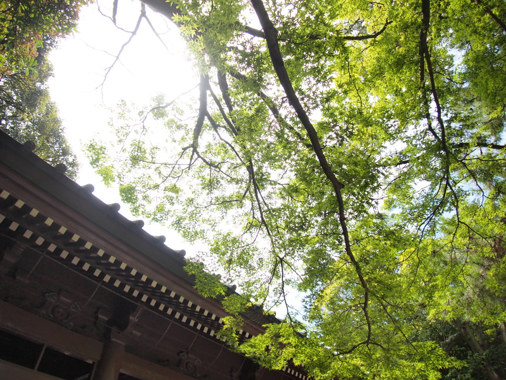高徳院