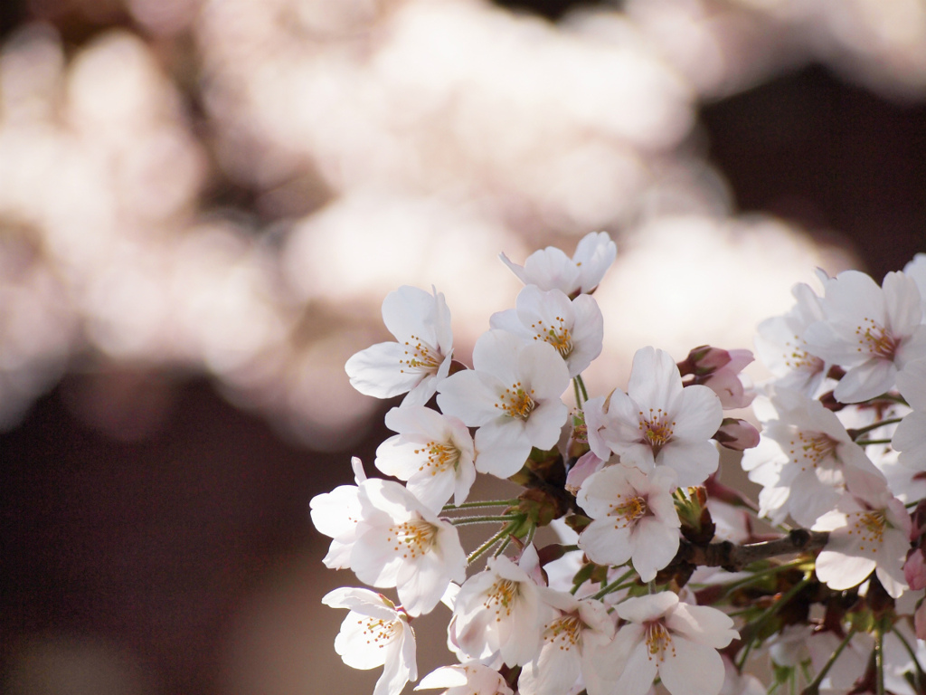 池上本門寺　桜　02