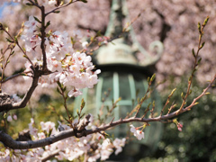 池上本門寺　桜　01