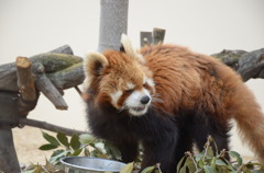 レッサーパンダ