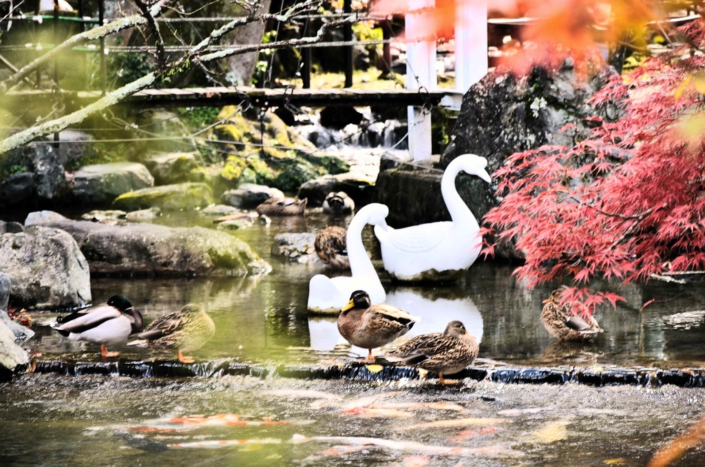 永観堂の紅葉
