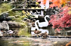 永観堂の紅葉