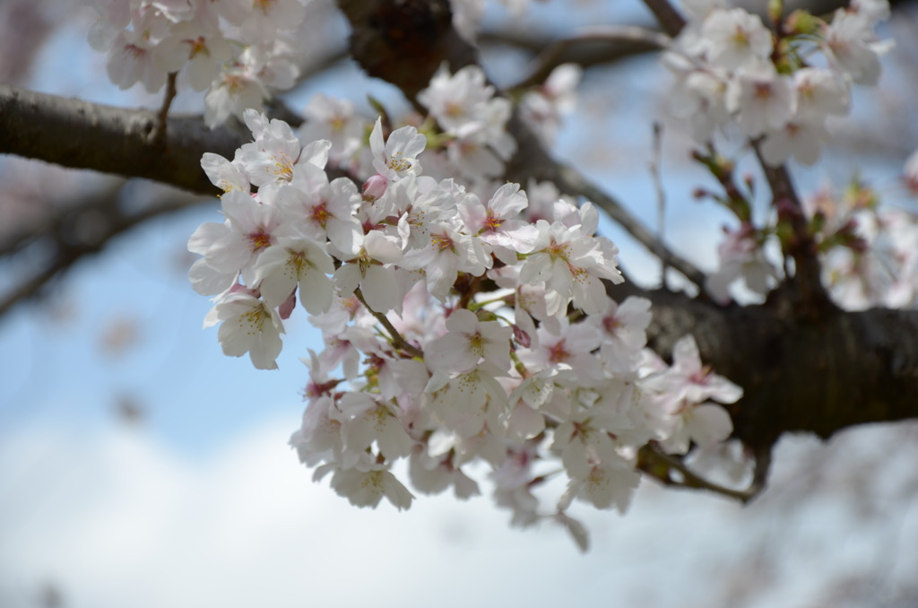 桜