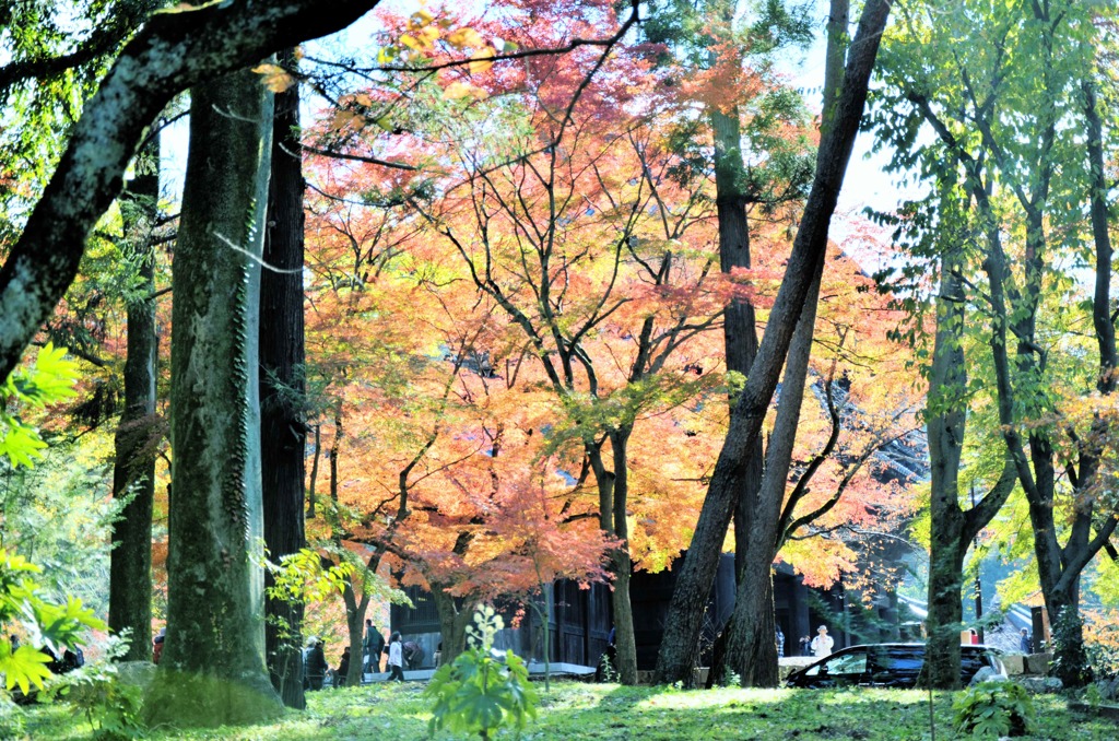 永観堂の紅葉