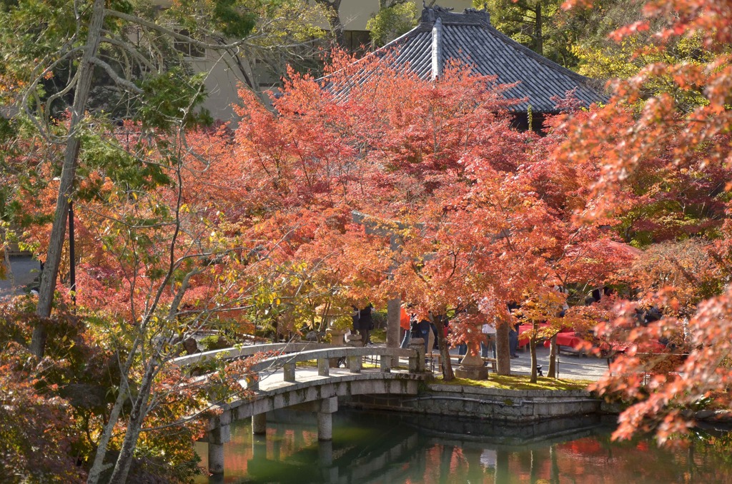永観堂の紅葉