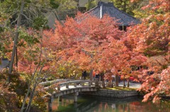 永観堂の紅葉