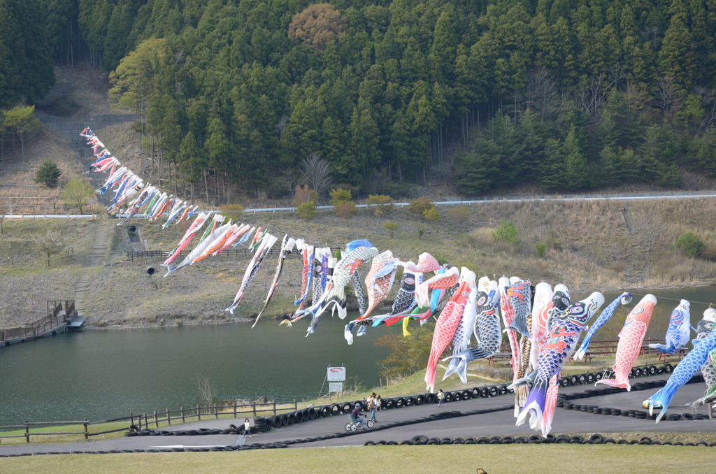 鯉の川渡り！