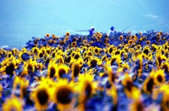 夏の帝王