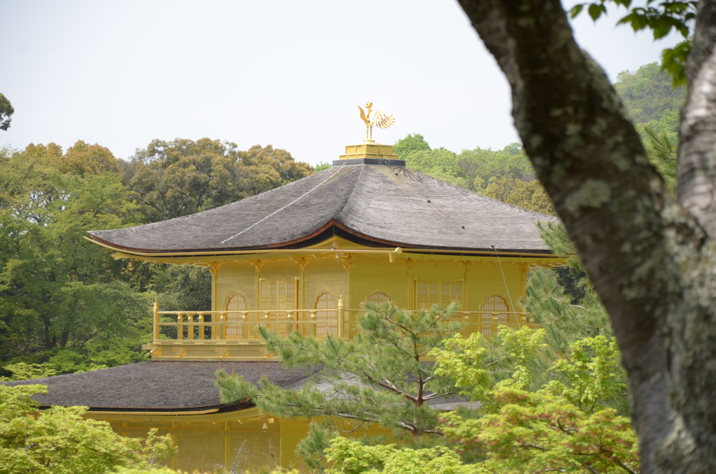 金閣寺見ィ～つけた！