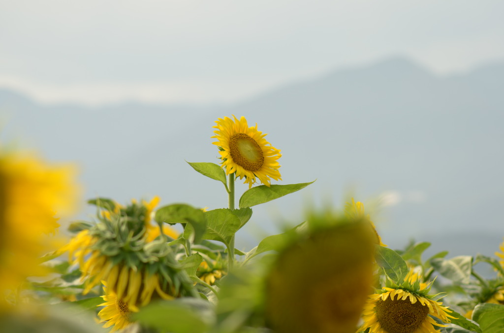 太陽の塔？