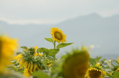 太陽の塔？