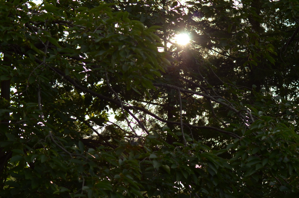 sun