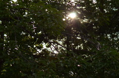 sun