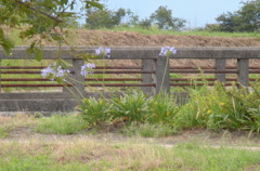 野に咲く花