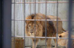 100獣の王