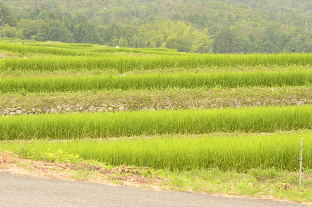 田園風景