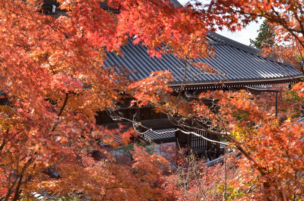 永観堂の紅葉