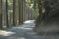 timber