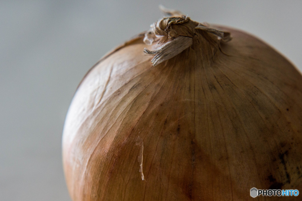 Allium cepa