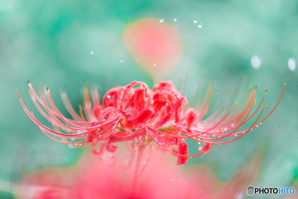 彼岸花2019