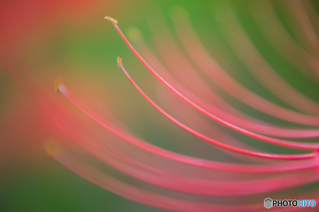 曼珠沙華2