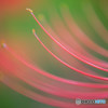 曼珠沙華2