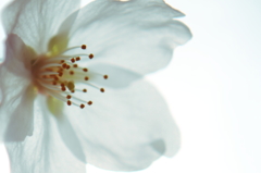 ＳＡＫＵＲＡ3