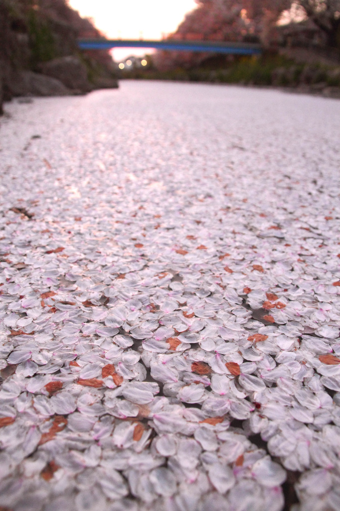 桜河