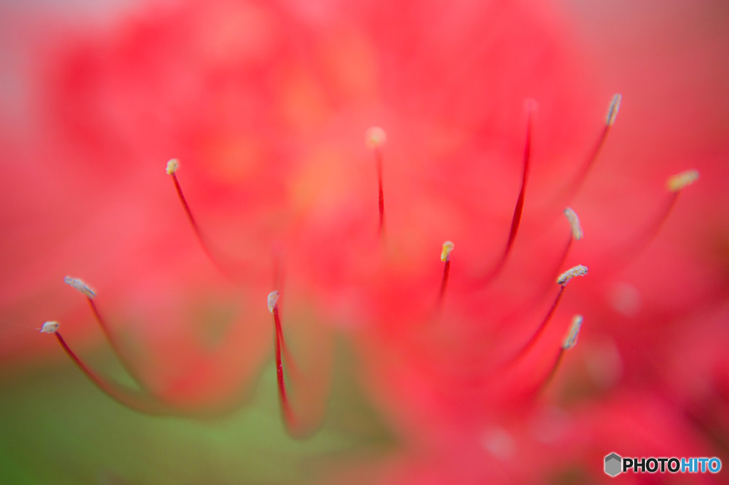 曼珠沙華6