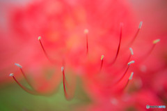 曼珠沙華6