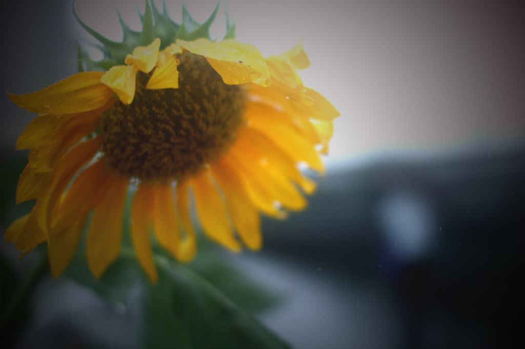 夏のおわり