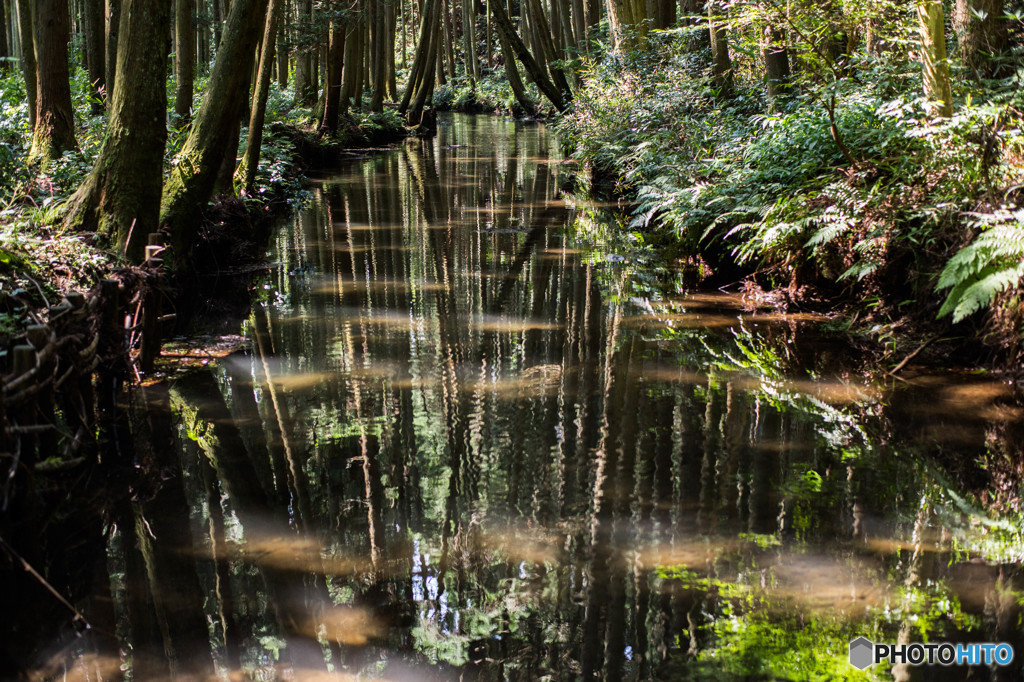 The Forest