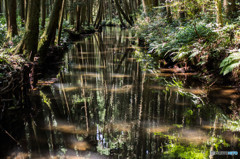 The Forest
