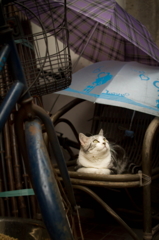雨宿り