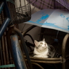 雨宿り