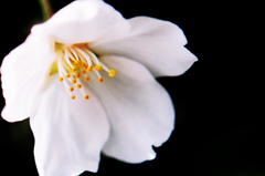 ＳＡＫＵＲＡ2