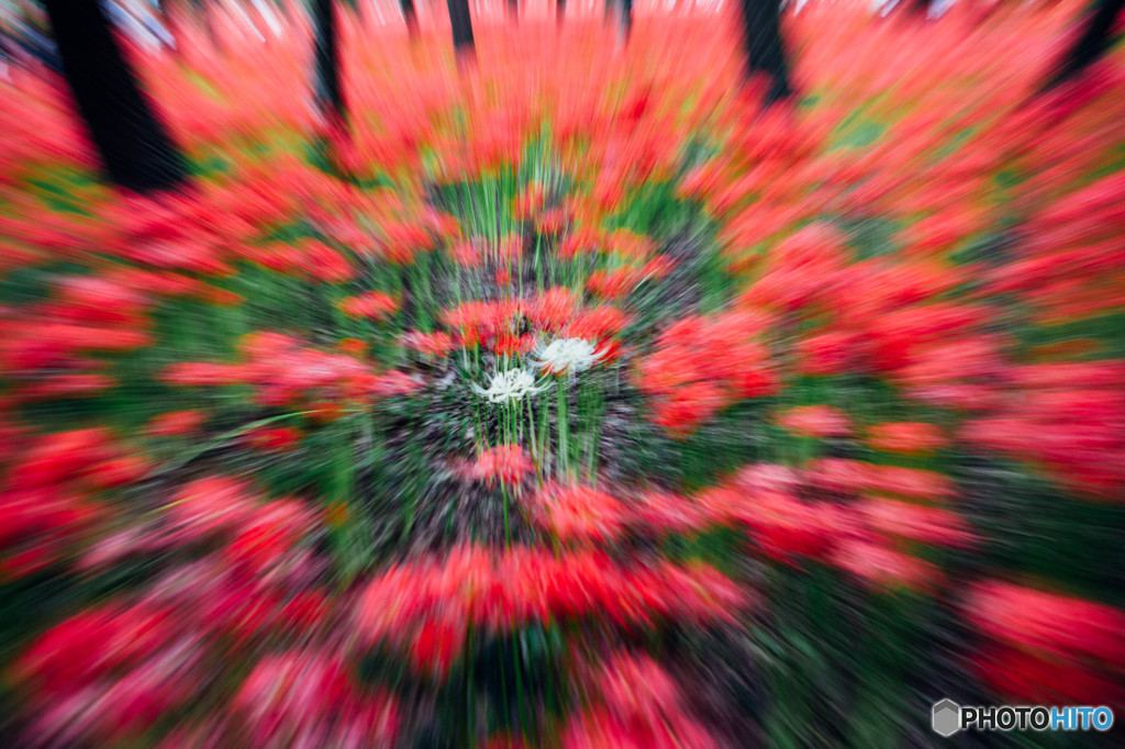 曼珠沙華4