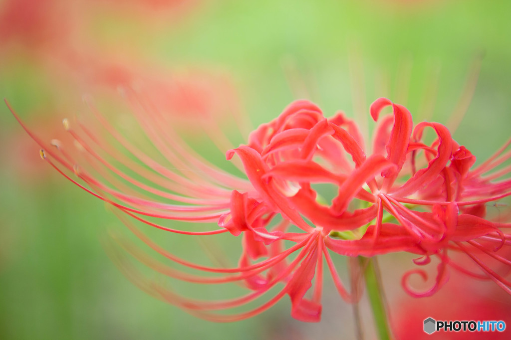 曼珠沙華3