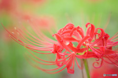 曼珠沙華3