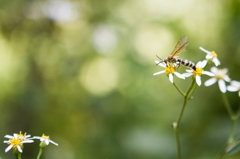 Bee