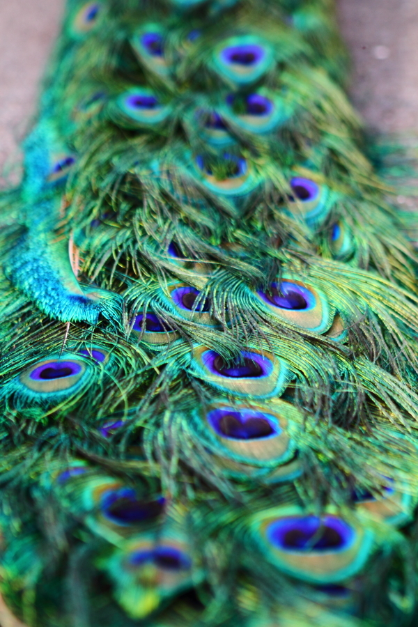 Peacock