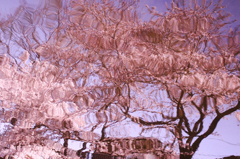 桜川
