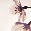 ＳＡＫＵＲＡ1