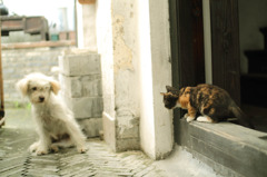 ＣＡＴ　ＶＳ　ＤＯＧ