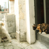 ＣＡＴ　ＶＳ　ＤＯＧ