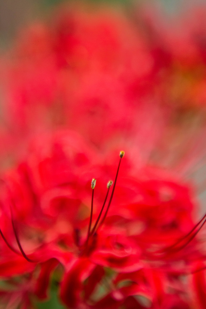 red spider lily 