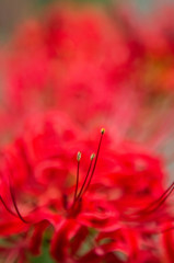 red spider lily 